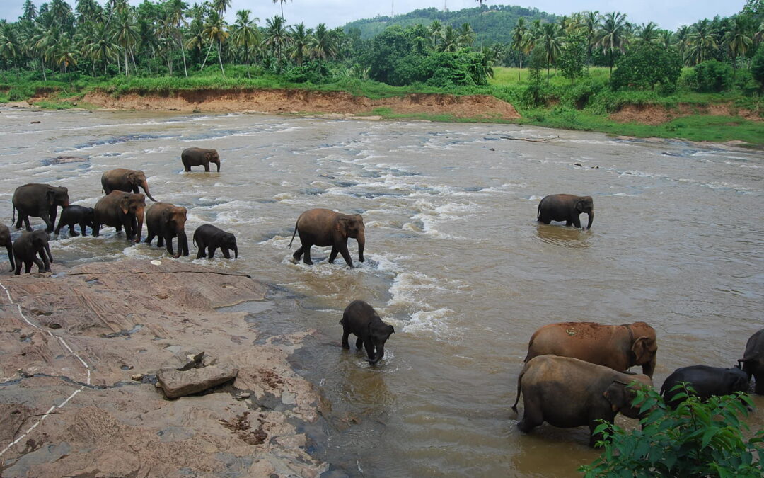 SRI LANKA, a ilha-lágrima das surpresas felizes