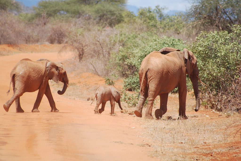 Quénia safari (11)